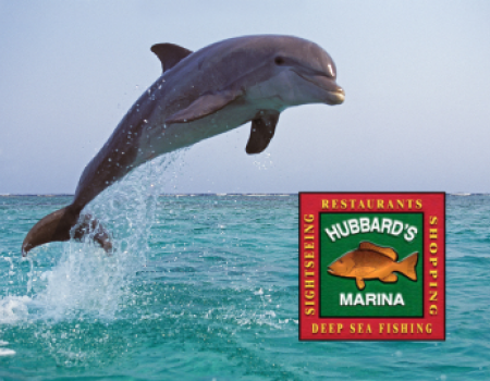 Madeira Beach Dolphin Tours